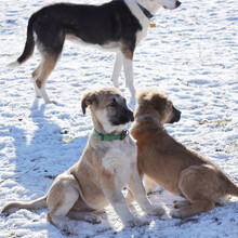 RUFUS, Hund, Mischlingshund in Rumänien - Bild 6