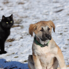 RUFUS, Hund, Mischlingshund in Rumänien - Bild 7