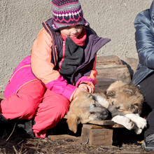 RUFUS, Hund, Mischlingshund in Rumänien - Bild 8