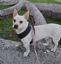 KEFIR, Hund, Chihuahua-Mix in Ungarn - Bild 1