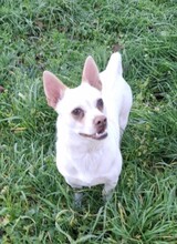 KEFIR, Hund, Chihuahua-Mix in Ungarn - Bild 3