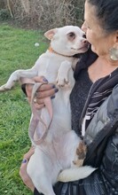 KEFIR, Hund, Chihuahua-Mix in Ungarn - Bild 8