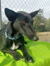 GEMA, Hund, Galgo Español-Mix in Windeck - Bild 1