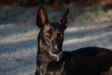 GEMA, Hund, Galgo Español-Mix in Windeck - Bild 6