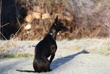 GEMA, Hund, Galgo Español-Mix in Windeck - Bild 7