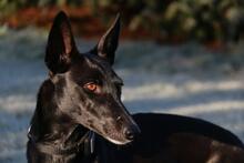 GEMA, Hund, Galgo Español-Mix in Windeck - Bild 8