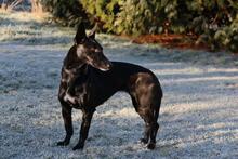 GEMA, Hund, Galgo Español-Mix in Windeck - Bild 9