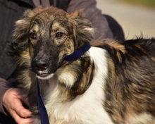 MAXWELL, Hund, Mischlingshund in Slowakische Republik - Bild 15