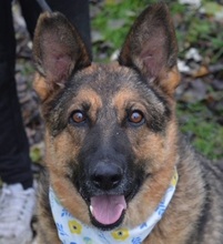 TINA, Hund, Deutscher Schäferhund-Mix in Slowakische Republik - Bild 1