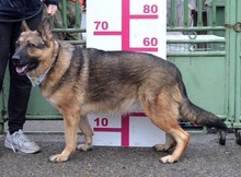 TINA, Hund, Deutscher Schäferhund-Mix in Slowakische Republik - Bild 10