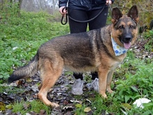 TINA, Hund, Deutscher Schäferhund-Mix in Slowakische Republik - Bild 2