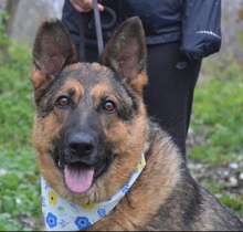 TINA, Hund, Deutscher Schäferhund-Mix in Slowakische Republik - Bild 3