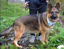 TINA, Hund, Deutscher Schäferhund-Mix in Slowakische Republik - Bild 5