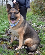 TINA, Hund, Deutscher Schäferhund-Mix in Slowakische Republik - Bild 8