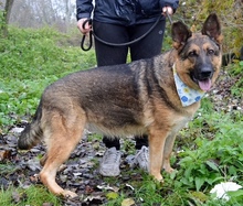 TINA, Hund, Deutscher Schäferhund-Mix in Slowakische Republik - Bild 9