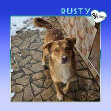 RUSTY, Hund, Mischlingshund in Bulgarien - Bild 1