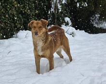 RUSTY, Hund, Mischlingshund in Bulgarien - Bild 2