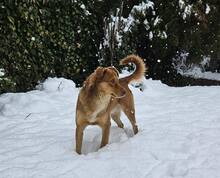 RUSTY, Hund, Mischlingshund in Bulgarien - Bild 3