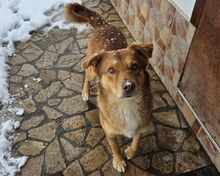 RUSTY, Hund, Mischlingshund in Bulgarien - Bild 5