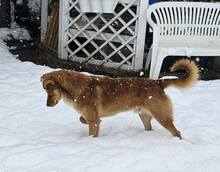 RUSTY, Hund, Mischlingshund in Bulgarien - Bild 6