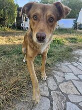 RUSTY, Hund, Mischlingshund in Bulgarien - Bild 8