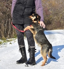 ELVISY140, Hund, Mischlingshund in Slowakische Republik - Bild 10