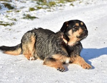 ELVISY140, Hund, Mischlingshund in Slowakische Republik - Bild 12