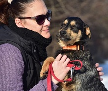 ELVISY140, Hund, Mischlingshund in Slowakische Republik - Bild 15