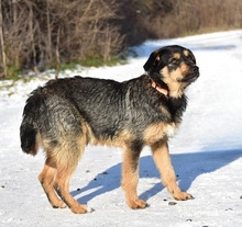 ELVISY140, Hund, Mischlingshund in Slowakische Republik - Bild 5