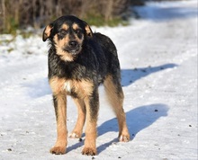 ELVISY140, Hund, Mischlingshund in Slowakische Republik - Bild 6