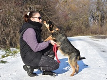 ELVISY140, Hund, Mischlingshund in Slowakische Republik - Bild 9