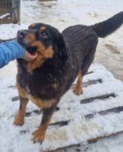 MISHETO, Hund, Mischlingshund in Bulgarien - Bild 1