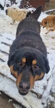 MISHETO, Hund, Mischlingshund in Bulgarien - Bild 2