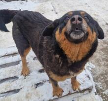 MISHETO, Hund, Mischlingshund in Bulgarien - Bild 3