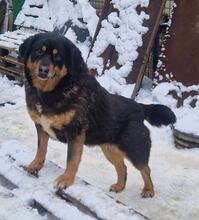 MISHETO, Hund, Mischlingshund in Bulgarien - Bild 5