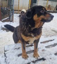 MISHETO, Hund, Mischlingshund in Bulgarien - Bild 6