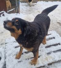 MISHETO, Hund, Mischlingshund in Bulgarien - Bild 7