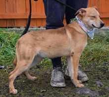 DILIA, Hund, Mischlingshund in Slowakische Republik - Bild 4