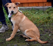 DILIA, Hund, Mischlingshund in Slowakische Republik - Bild 6