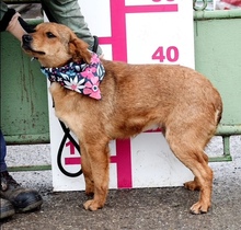 QUARTA, Hund, Mischlingshund in Slowakische Republik - Bild 10