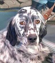 LIVIA, Hund, English Setter in Italien - Bild 1