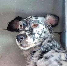 LIVIA, Hund, English Setter in Italien - Bild 2