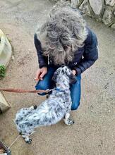 LIVIA, Hund, English Setter in Italien - Bild 3