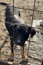 JULINA, Hund, Mischlingshund in Rumänien - Bild 3