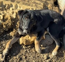 JULINA, Hund, Mischlingshund in Rumänien - Bild 6