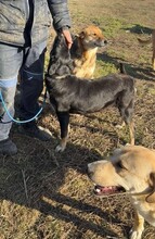 JULINA, Hund, Mischlingshund in Rumänien - Bild 7