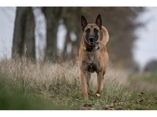 LEX, Hund, Malinois in Weimar - Bild 1