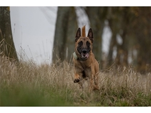 LEX, Hund, Malinois in Weimar - Bild 2