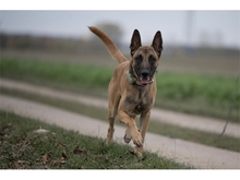 LEX, Hund, Malinois in Weimar - Bild 3