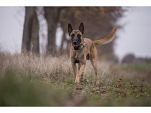 LEX, Hund, Malinois in Weimar - Bild 4